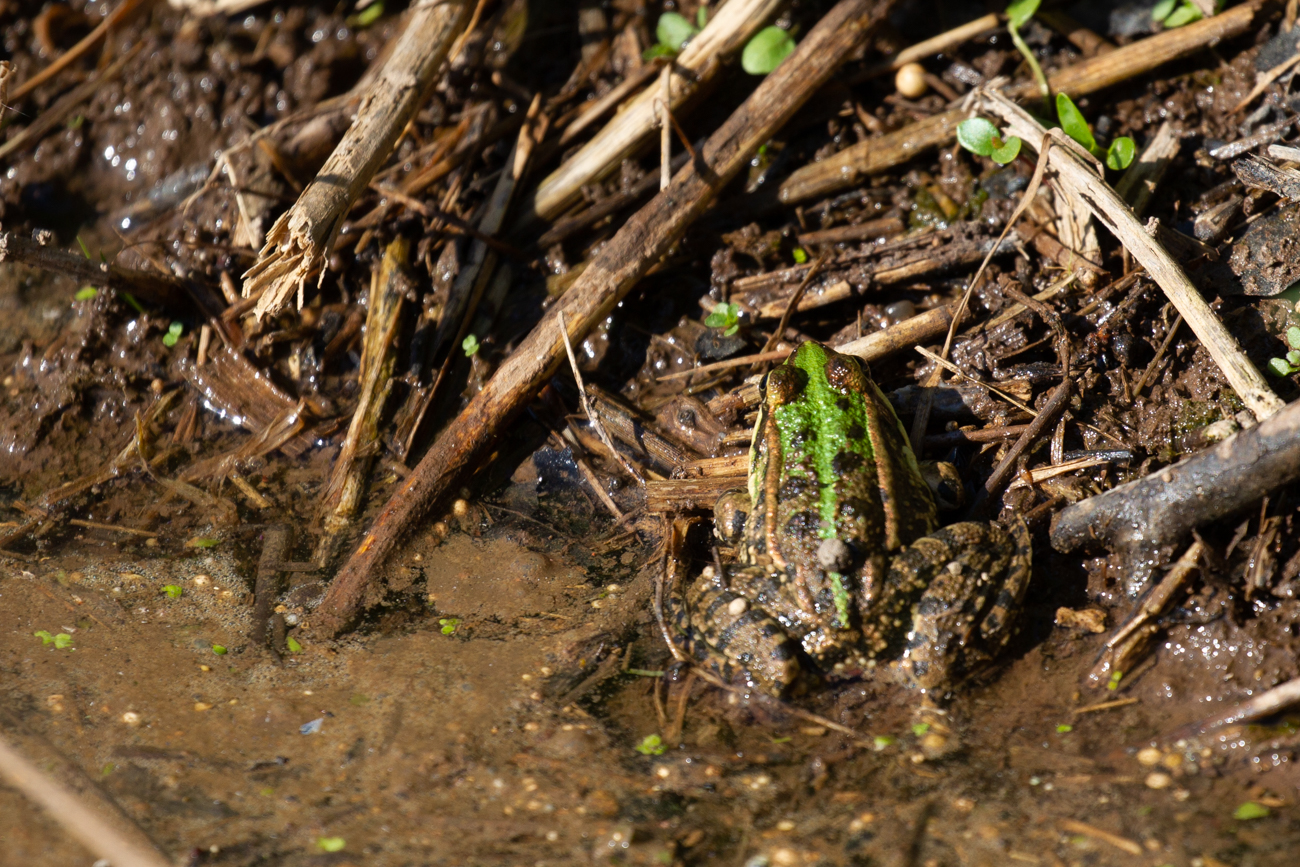 Aber alle Fr&ouml;sche quaken lauthals ...
