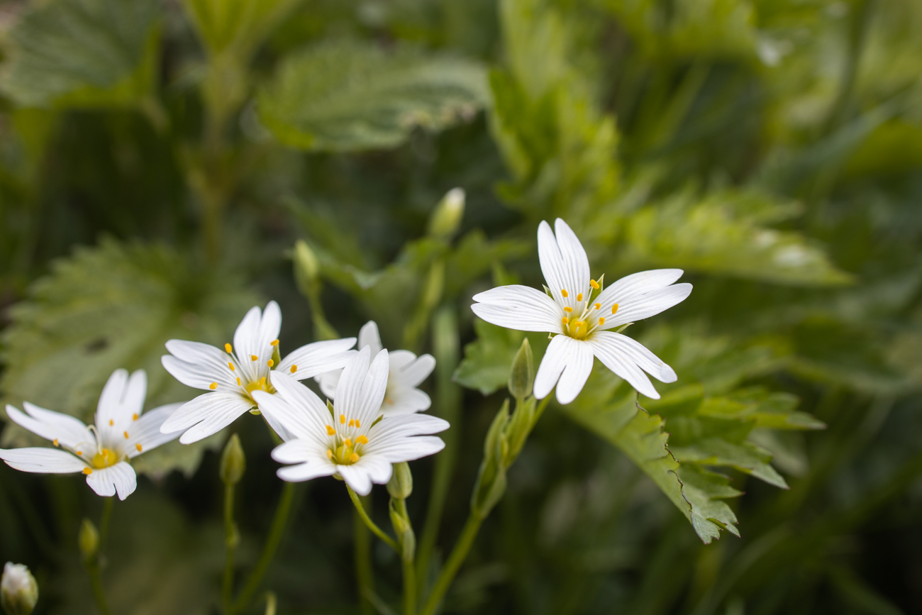 Acker-Hornkraut [Cerastium arvense]