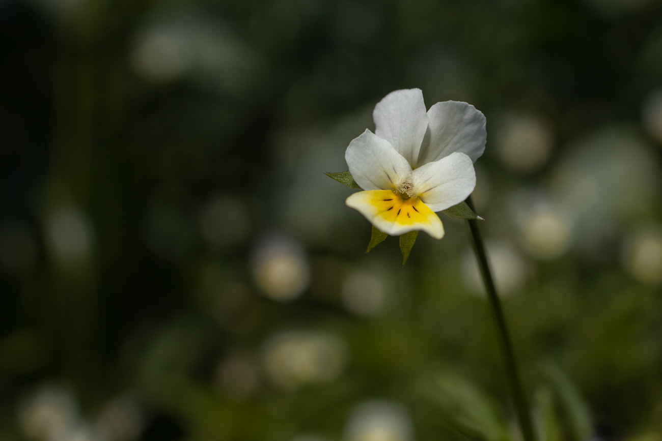 Acker-Stiefm&uuml;tterchen [Viola arvensis]