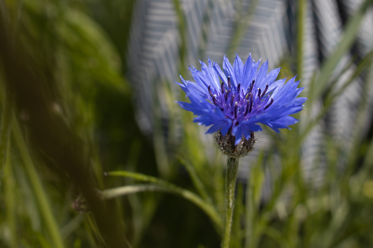 Kornblume [Centaurea cyanus]