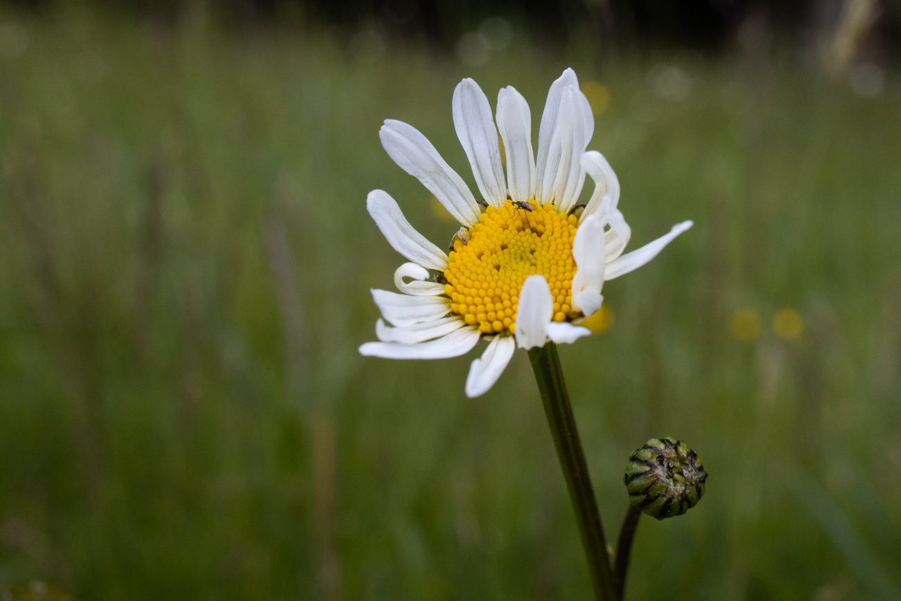 Zerzauste Bl&uuml;te