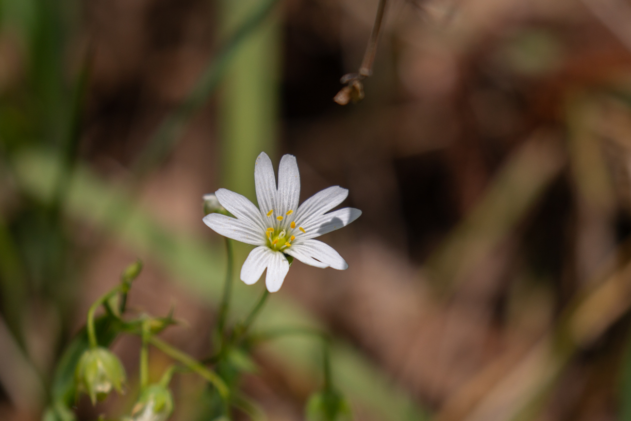 Acker-Hornkraut [Cerastium arvense]