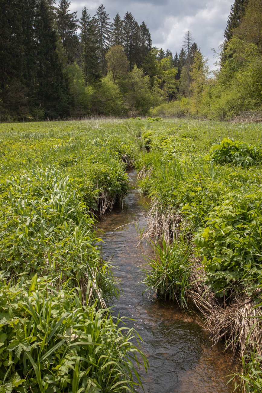 Die Nahe, noch ganz klein