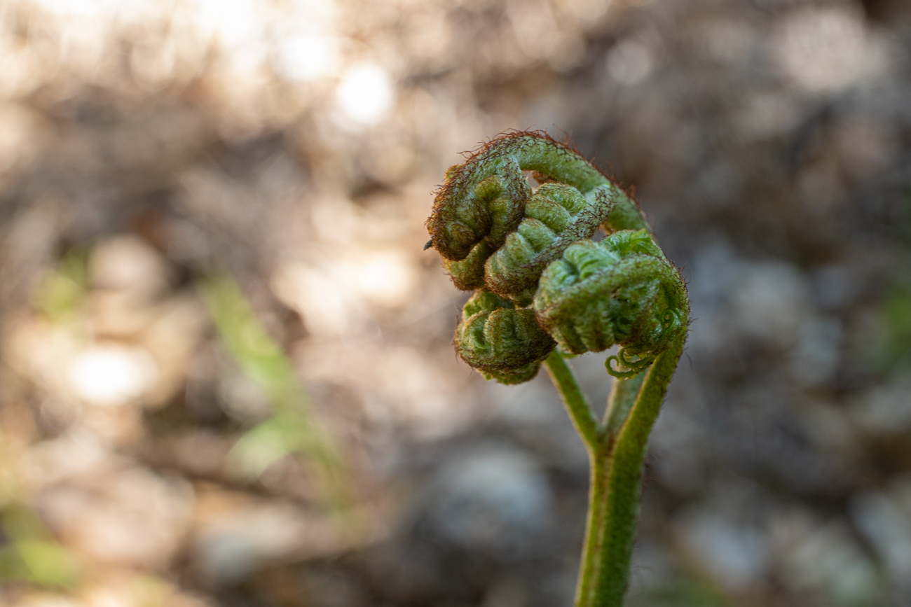Farnbl&auml;tter vor dem &Ouml;ffnen