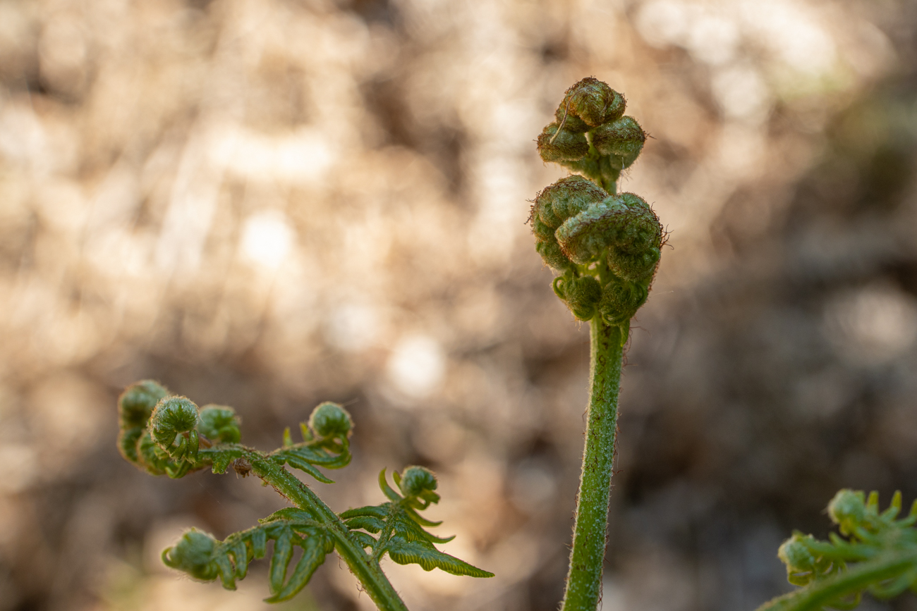 Weitere eingerollte Farnbl&auml;tter