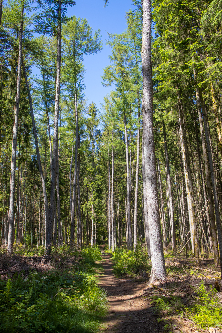 Sch&ouml;ner Waldweg