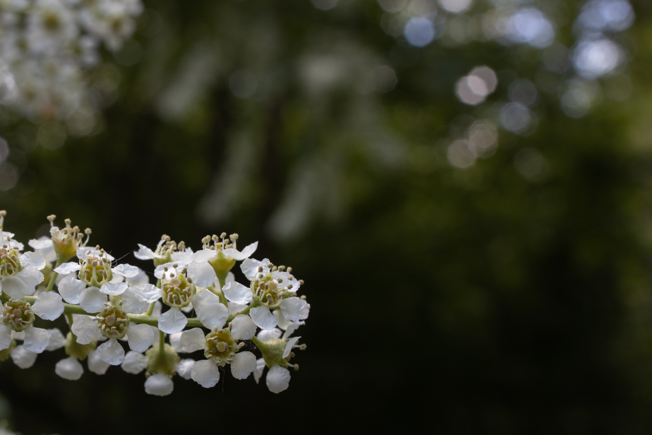 Ahlkirsche [Prunus padus]