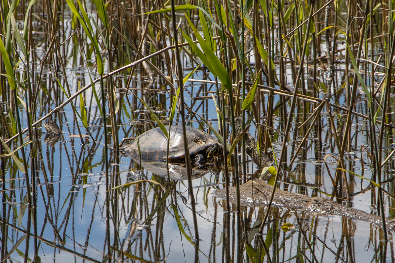 Wasserschildkr&ouml;te beim Sonnen