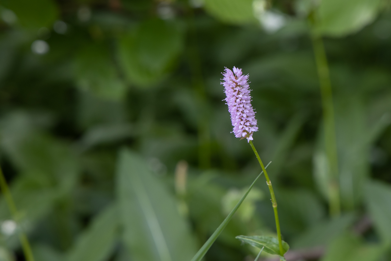 Schlangen Kn&ouml;terich [Bistorta officinalis]