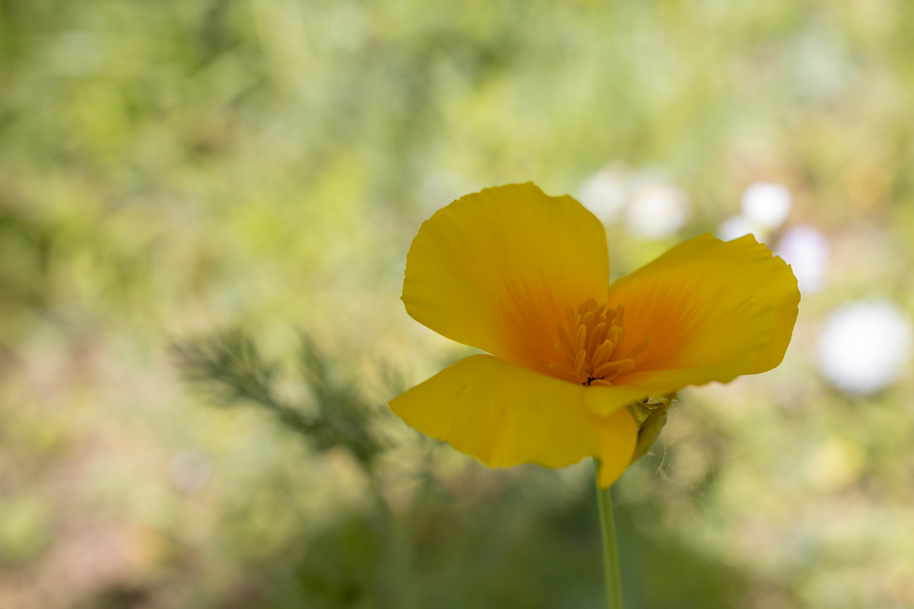 Kalifornischer Mohn [Escholzia californica]