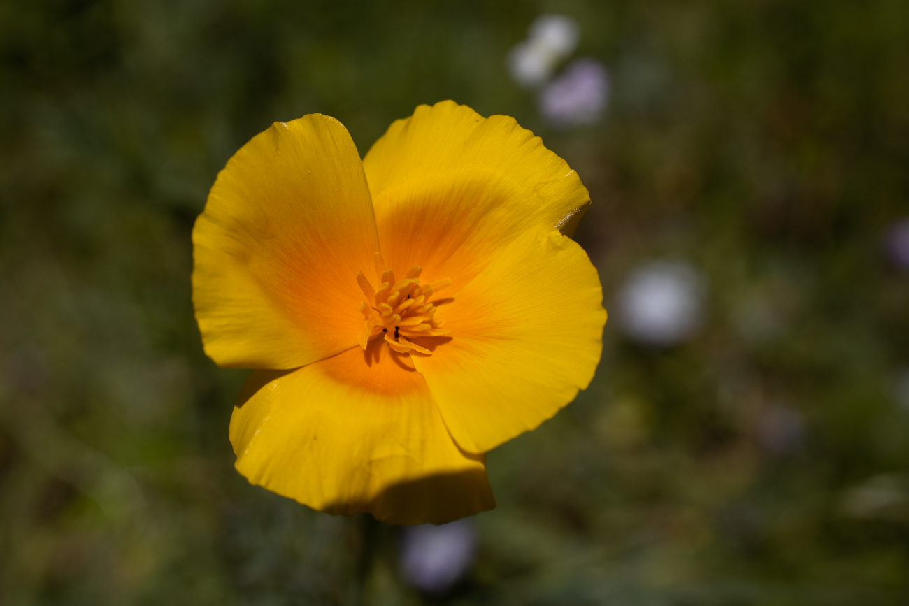 Kalifornischer Mohn [Escholzia californica]