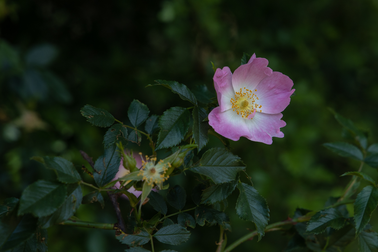 Weinrose [Rosa rubiginosa]