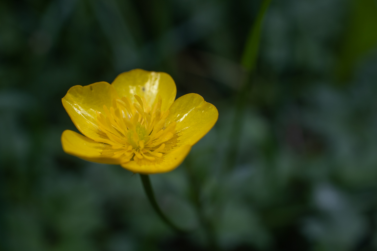 Hain-Hahnenfu&szlig; [Ranunculus tuberosus]