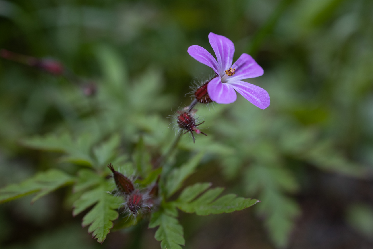 Ruprechts-Storchschnabel [Geranium robertianum]