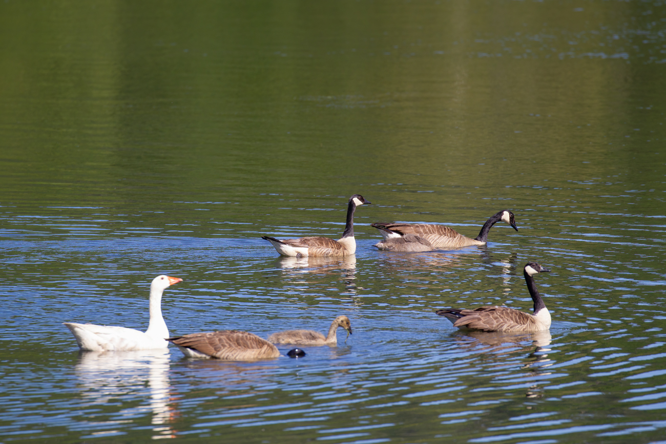 Kanadag&auml;nse und eine Hausgans