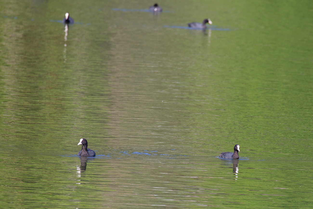Bl&auml;ssh&uuml;hner