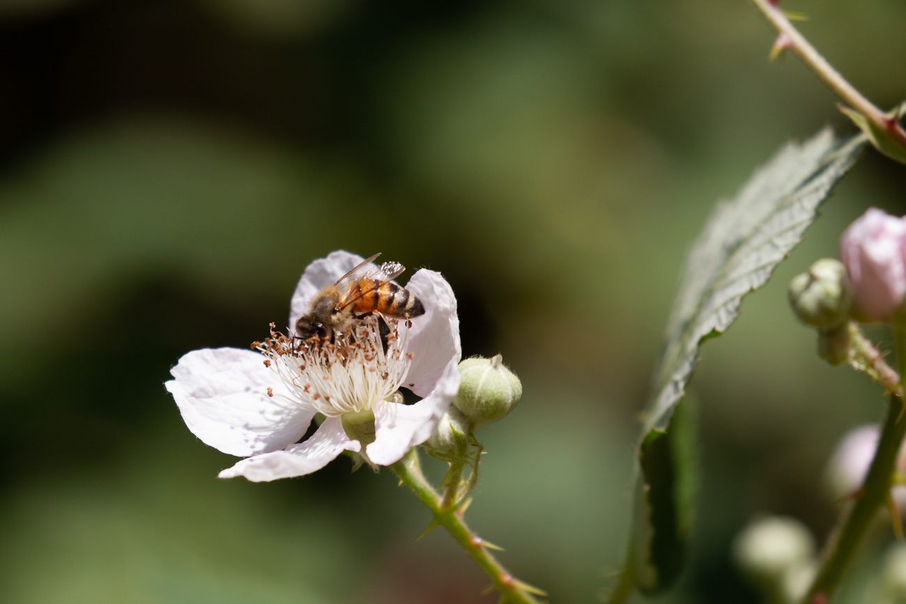 Bl&uuml;tenbest&auml;uber