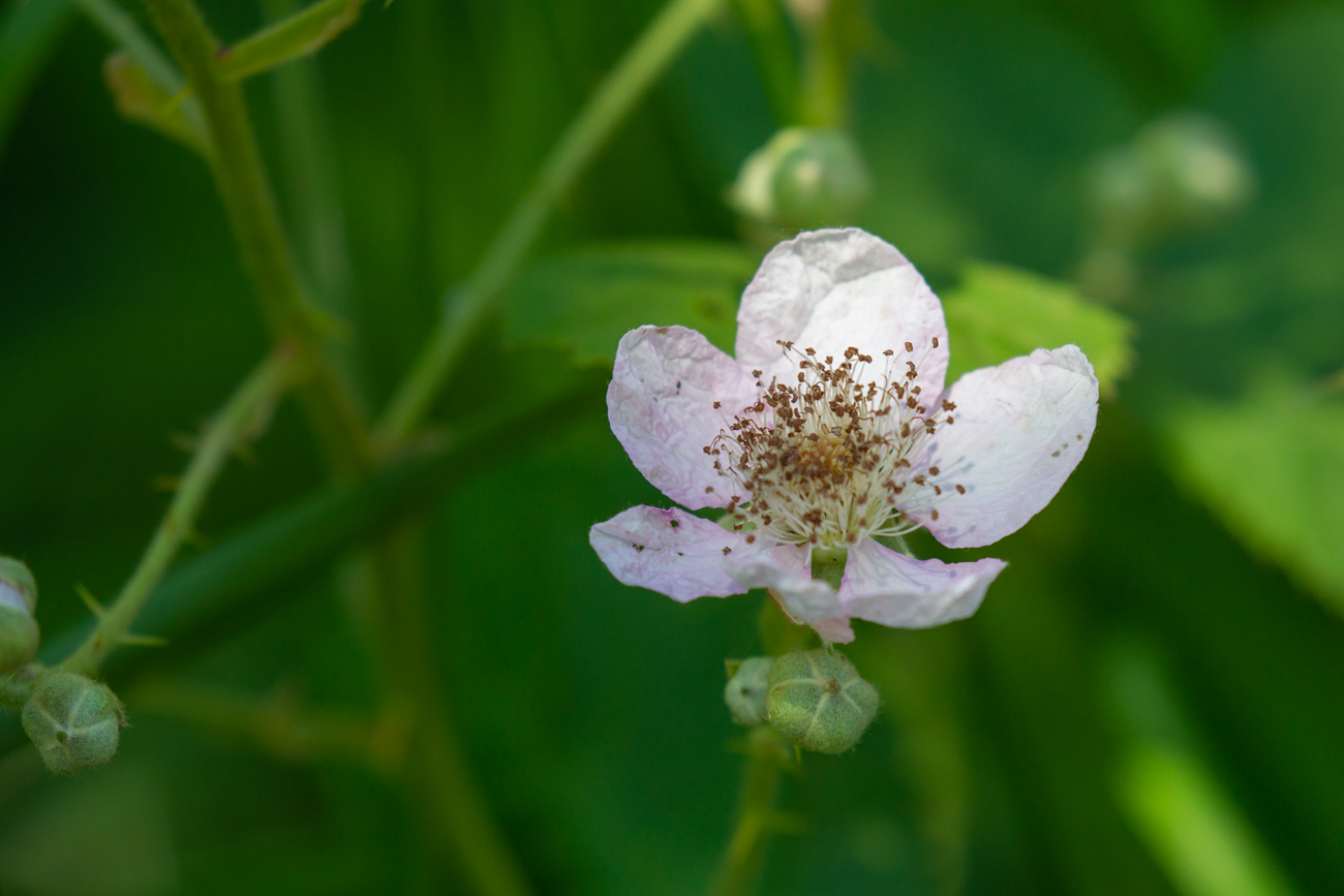 Fr&uuml;he Brombeere [Rubus praecox Bertol.]