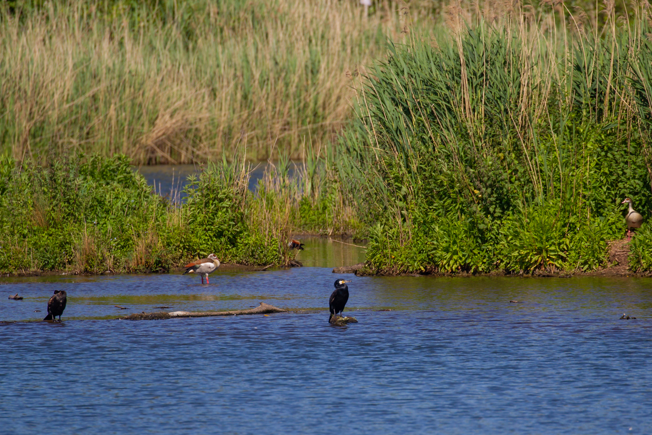 Kormorane und Nilg&auml;nse