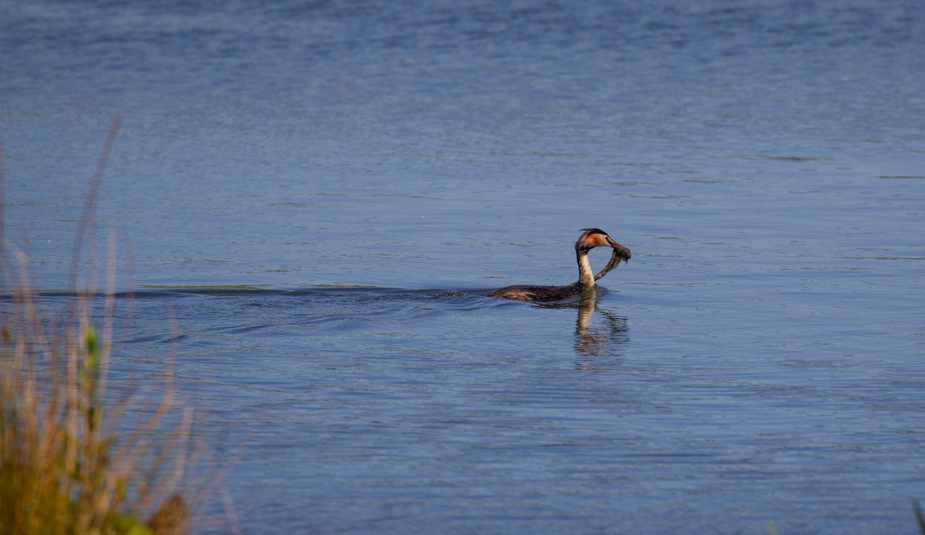 Haubentaucher mit Nistmaterial