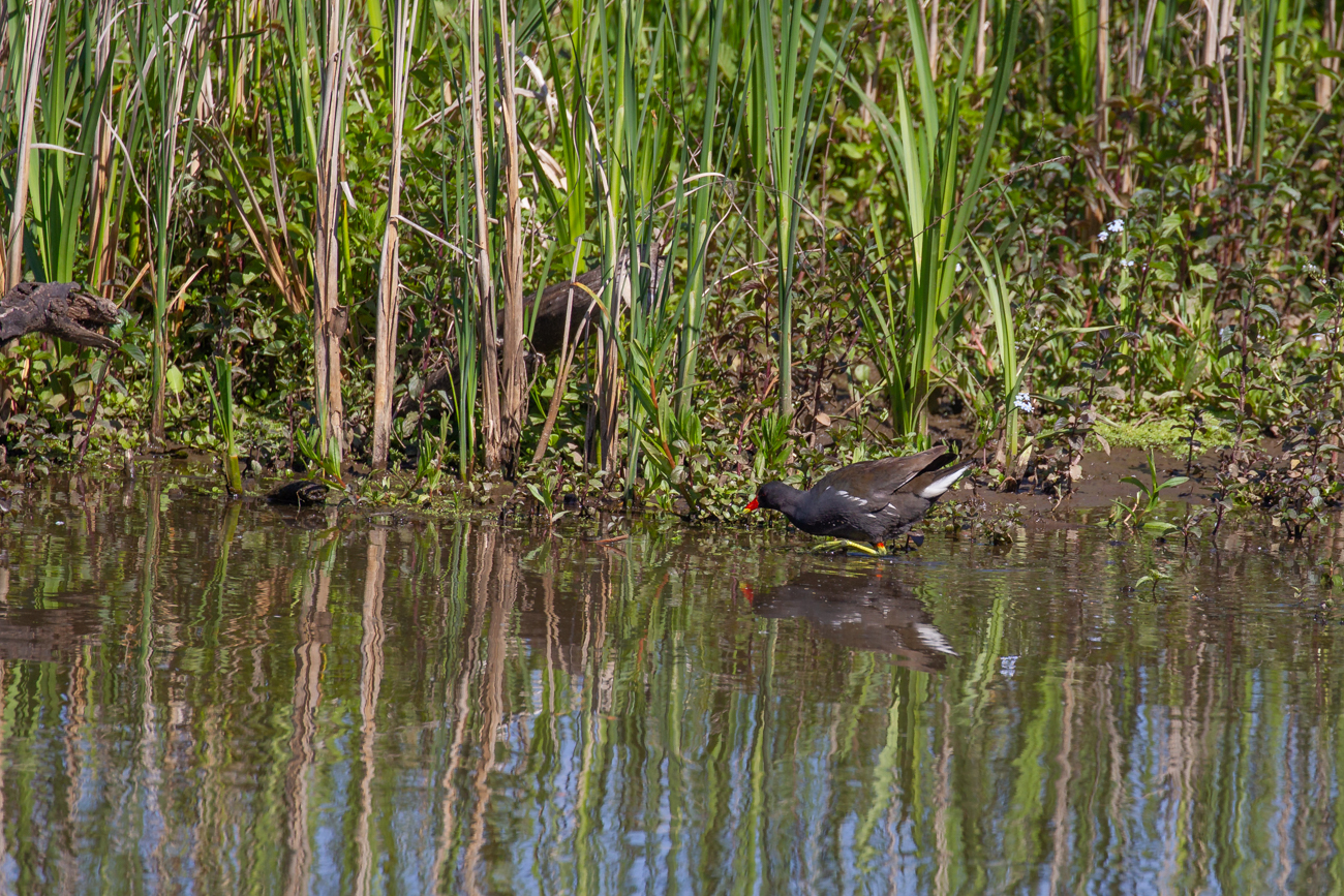 Gr&uuml;nf&uuml;&szlig;iges Teichhuhn (Teichralle)