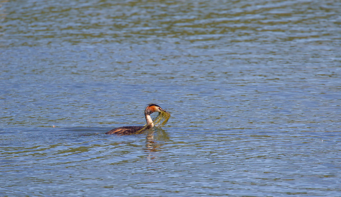 ... mit weiterem Nistmaterial