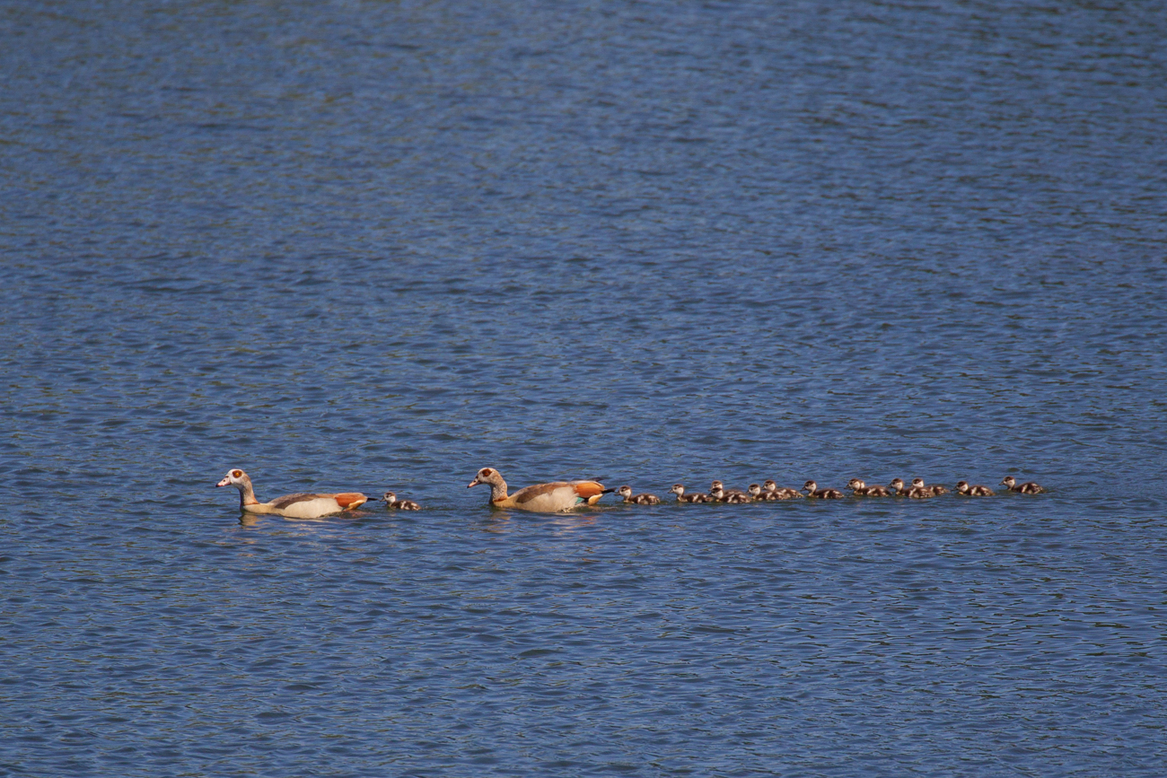 Nilg&auml;nse mit 14-k&ouml;pfigen Nachwuchs