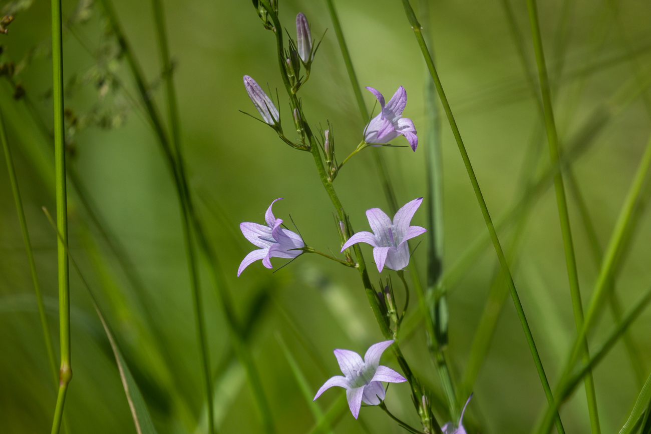 Rapunzel-Glockenblume [Campanula rapunculus]