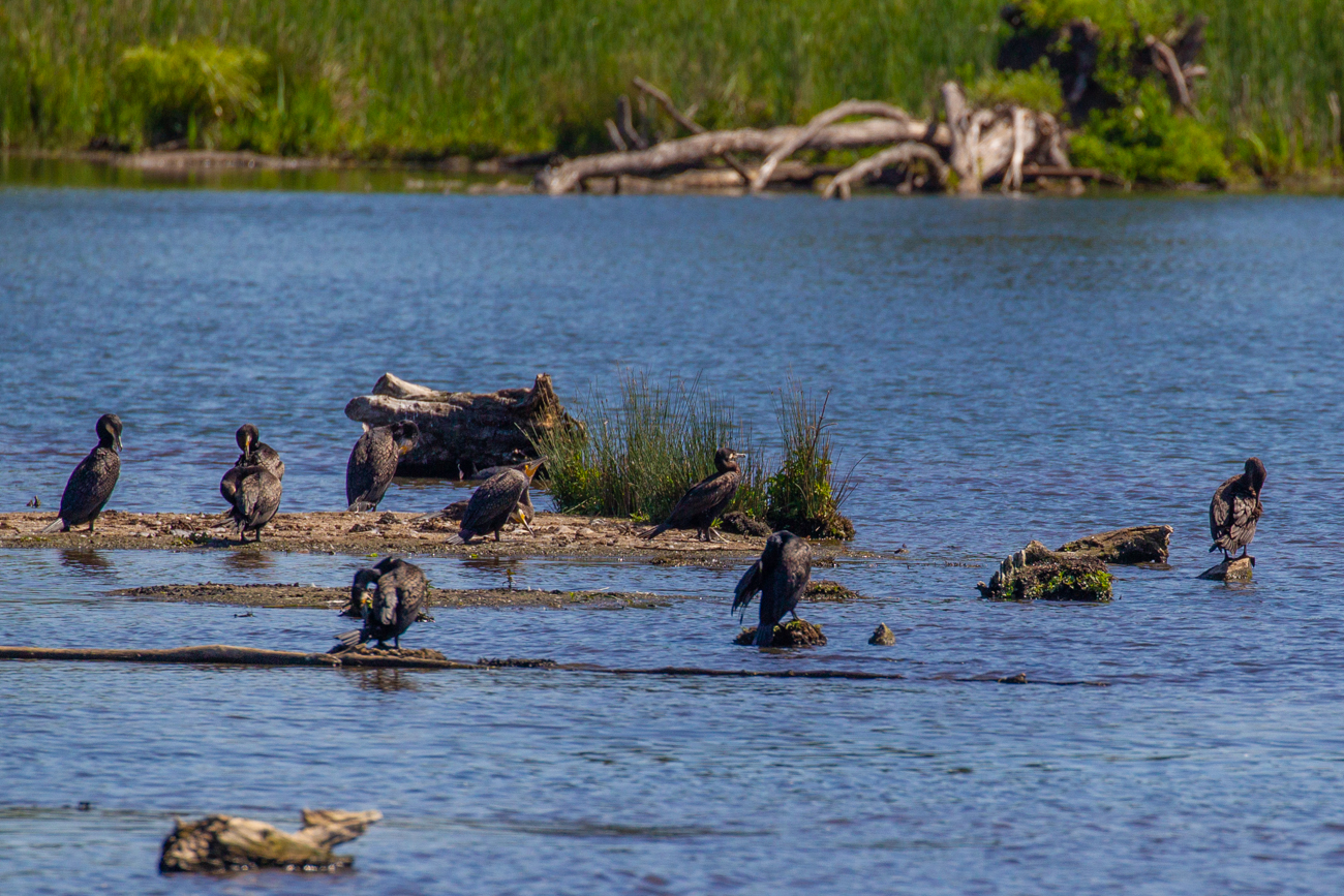 Kormorane bei der Gefiederpflege