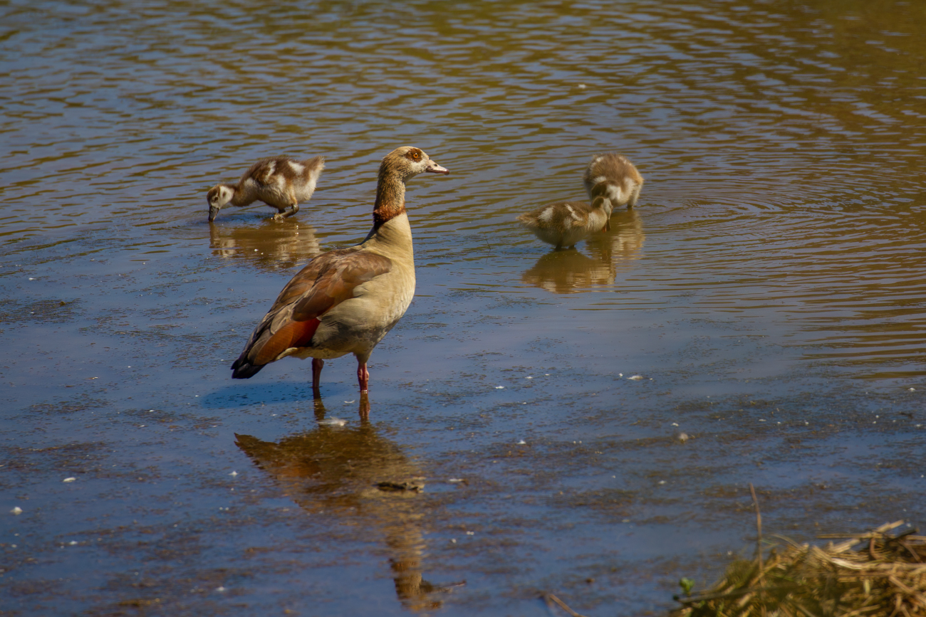 Nilgans mit Nachwuchs