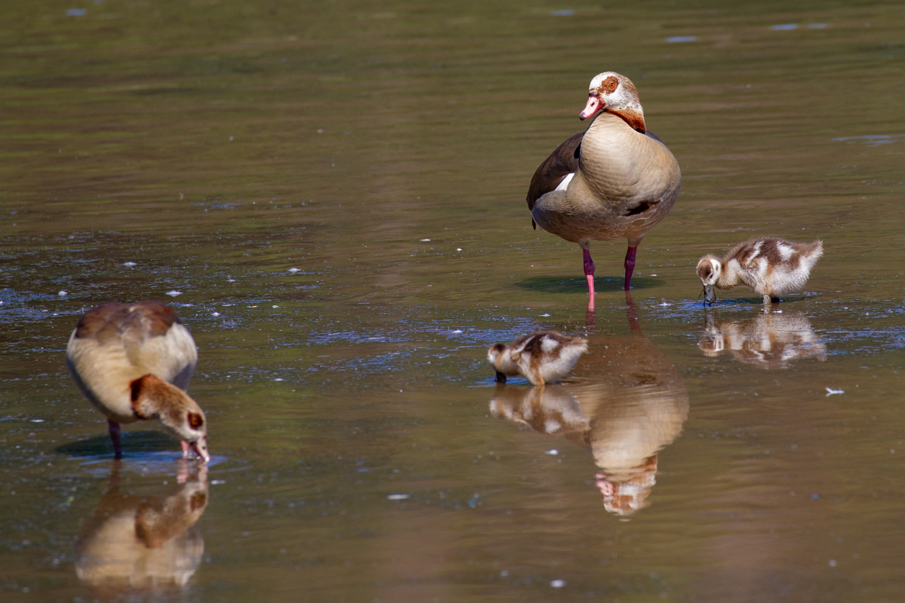 Nilg&auml;nse mit Nachwuchs