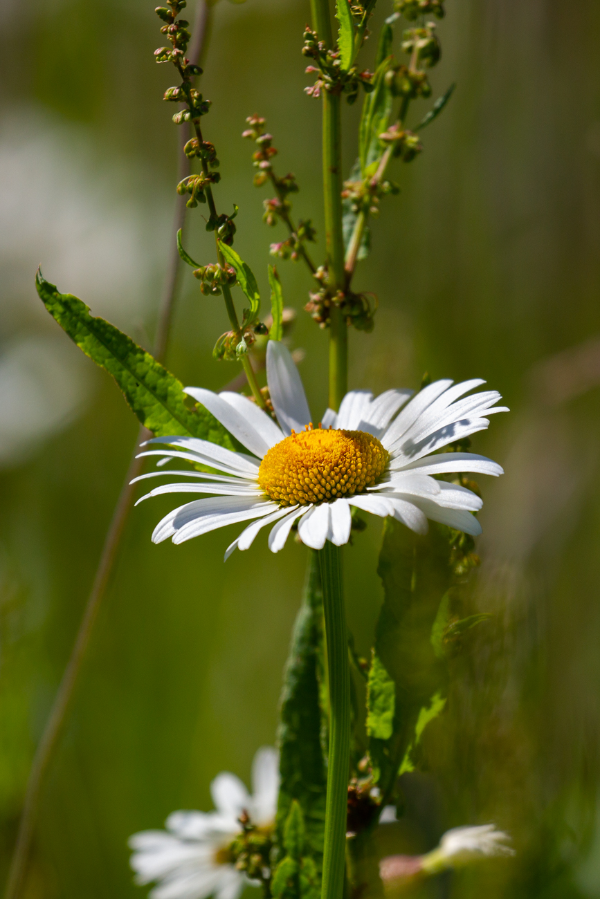 Magerwiesen-Margerite [Leucanthemum vulgare]