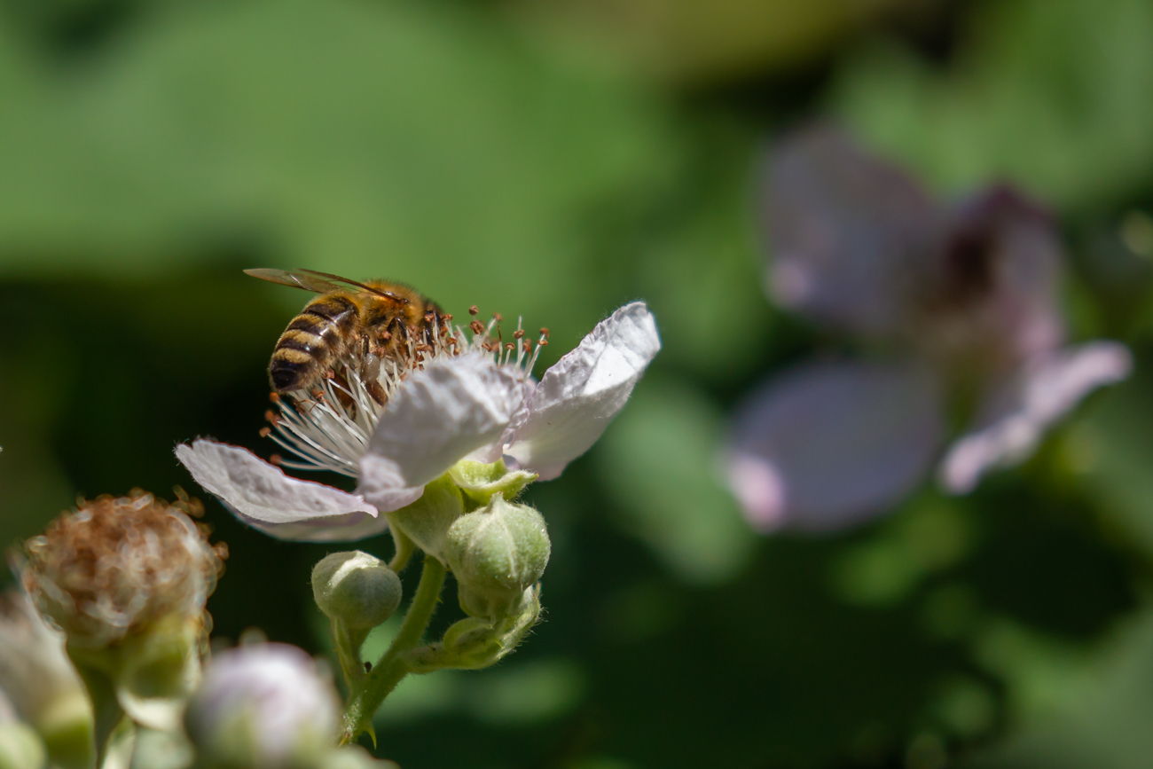 Biene beim Best&auml;uben einer Brombeere