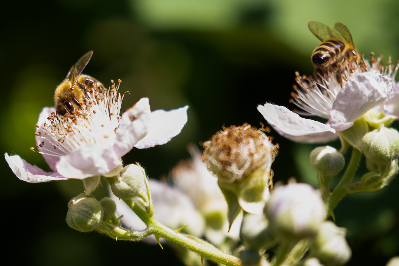 Bienen beim Best&auml;uben von Brombeerbl&uuml;ten