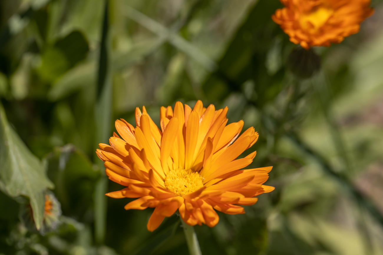 Garten-Ringelblume [Calendula officinalis]