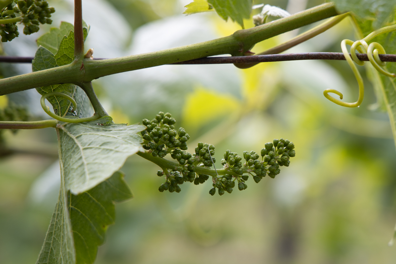 Bis zum Herbst sollten die Trauben noch wachsen ;-)