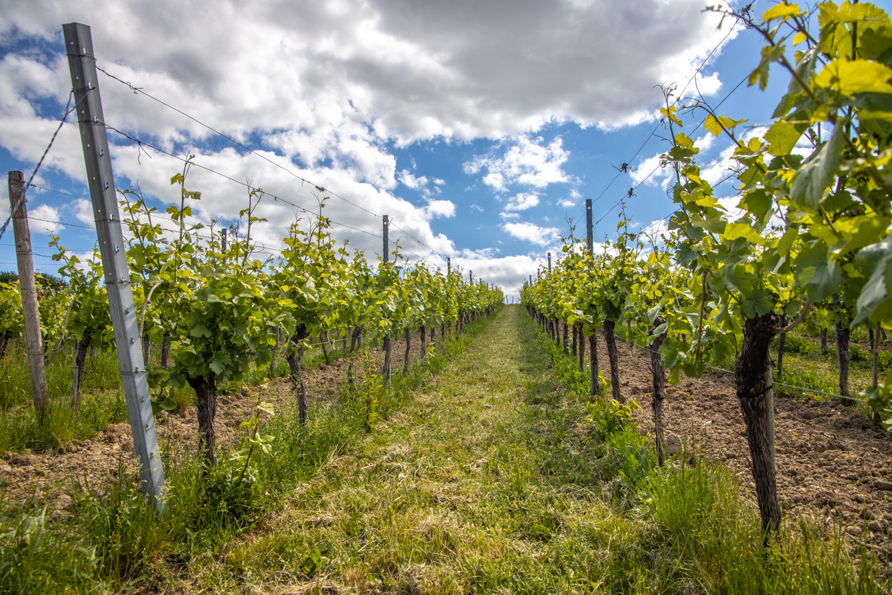 Zun&auml;chst geht es durch Weinberge