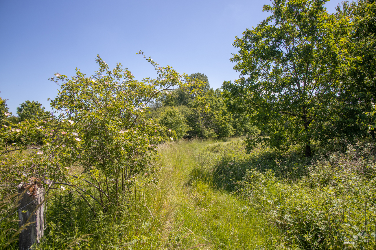 Hecken-Rosen am Wegesrand