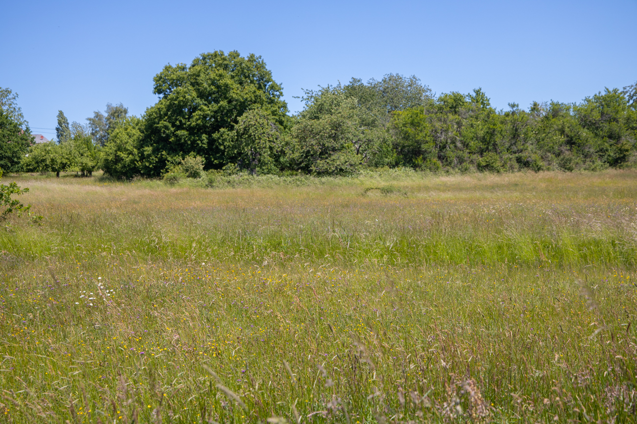 &Uuml;berall bl&uuml;hen die Wiesenblumen