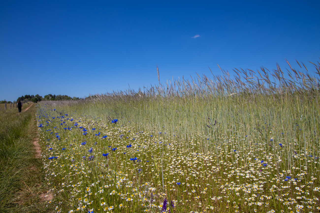 Kornblumen und Kamille