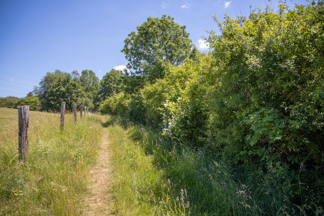 Weg an einer Pferdeweide