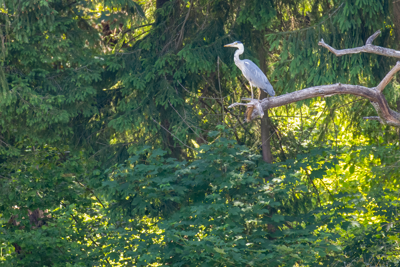 Reiher auf der Lauer
