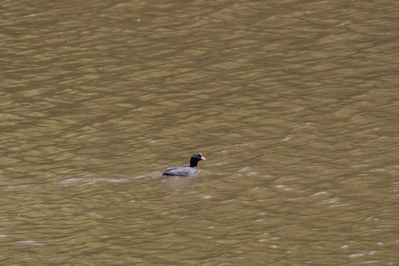 Bl&auml;sshuhn auf dem See