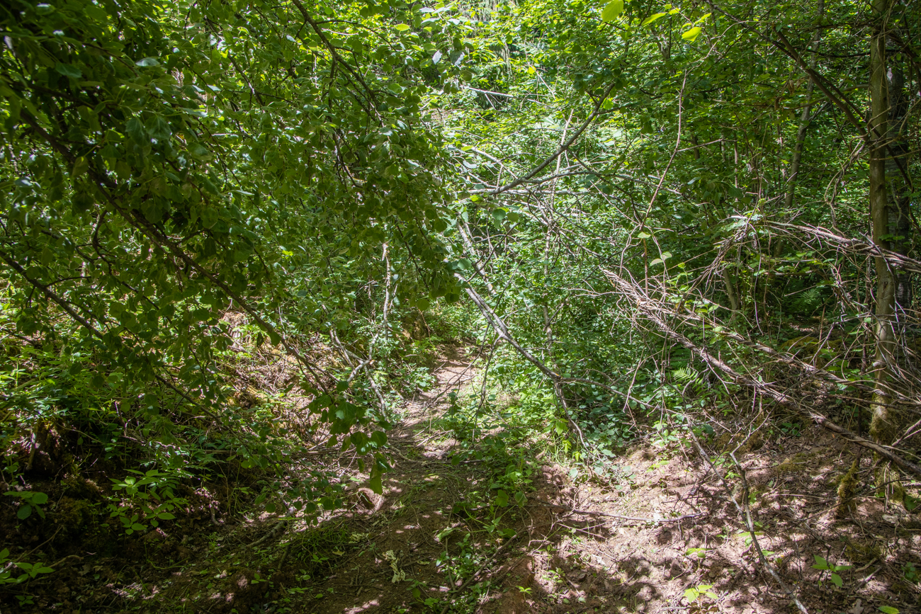 ... und das Dickicht