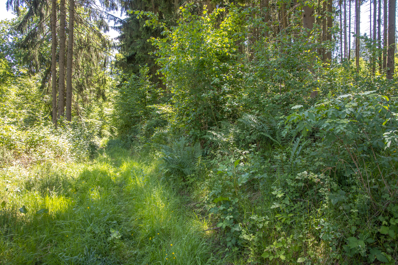 Lange Hosen sind angebracht, bei den Brennnesseln und Dornengestr&uuml;pp, ich hatte kurze Hosen an :-( 