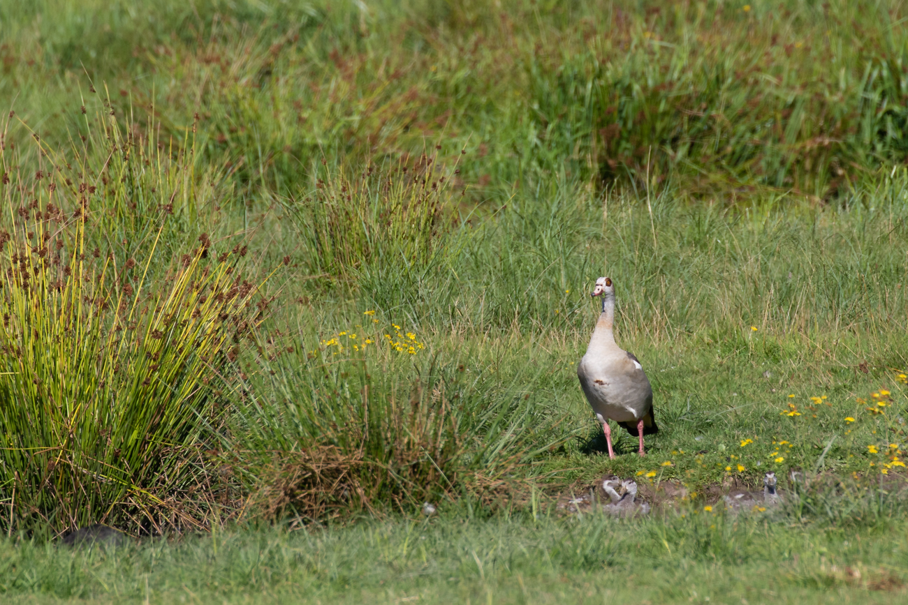 Nilgans
