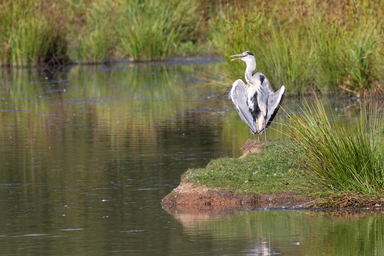 Bei Temperaturen jehnseits der 30&deg;C schwitzen auch die V&ouml;gel und wollen sich abk&uuml;hlen