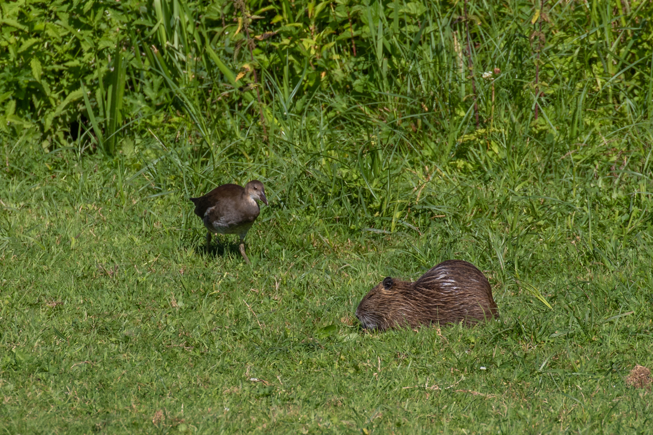 Teichhuhn und Nutria