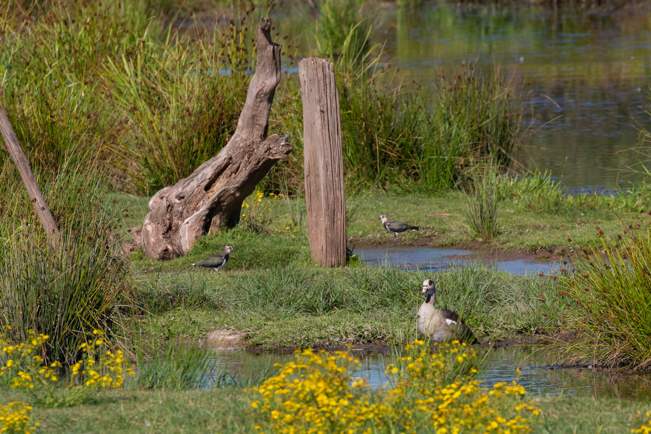 Nilgans, im Hintergrund Kibitze