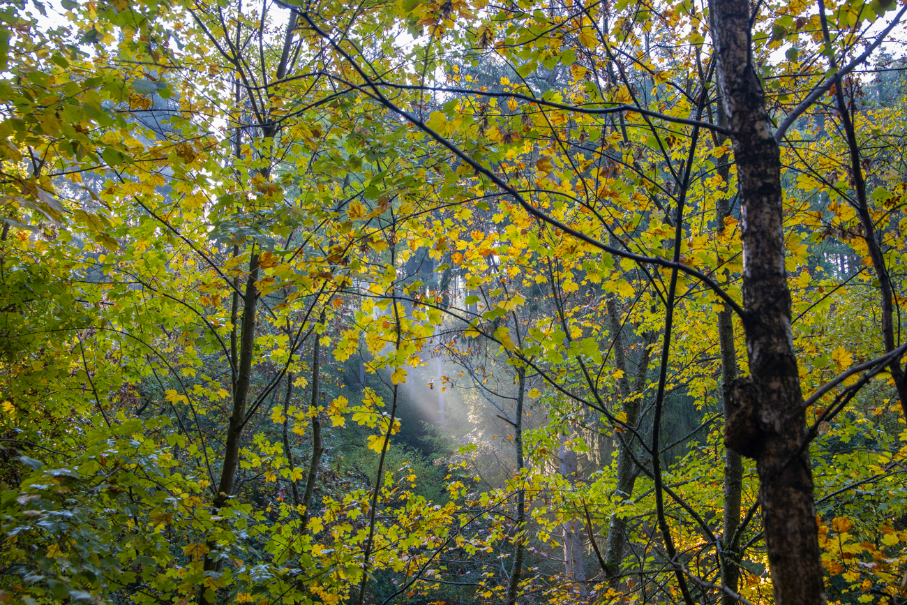 Sonnenstrahl im Wald